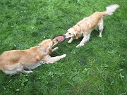zoe frisbee 2